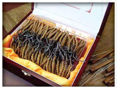 安多冬虫夏草回收